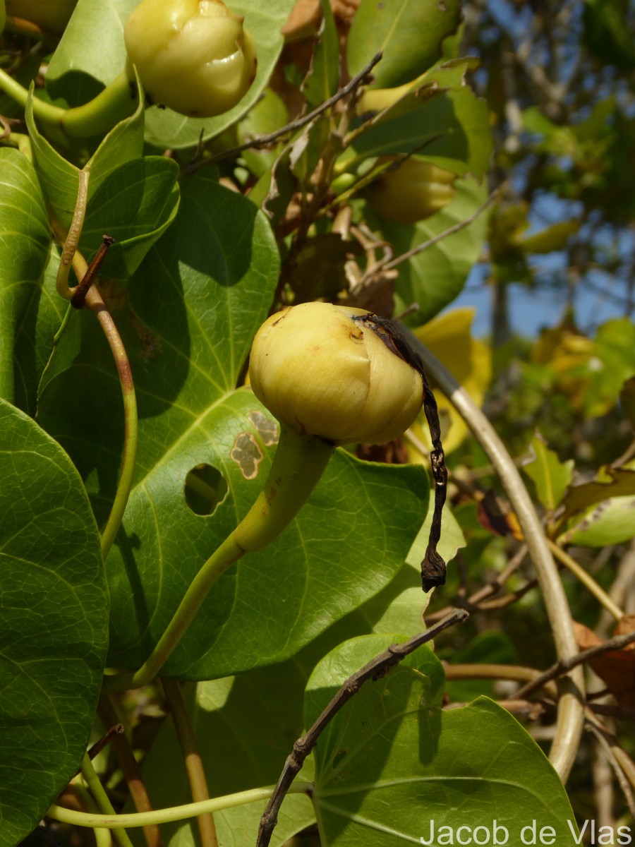 Ipomoea violacea L.